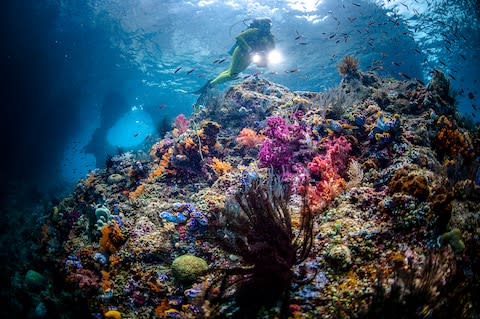 Diving at Raja Ampat - Credit: GIORDANO CIPRIANI