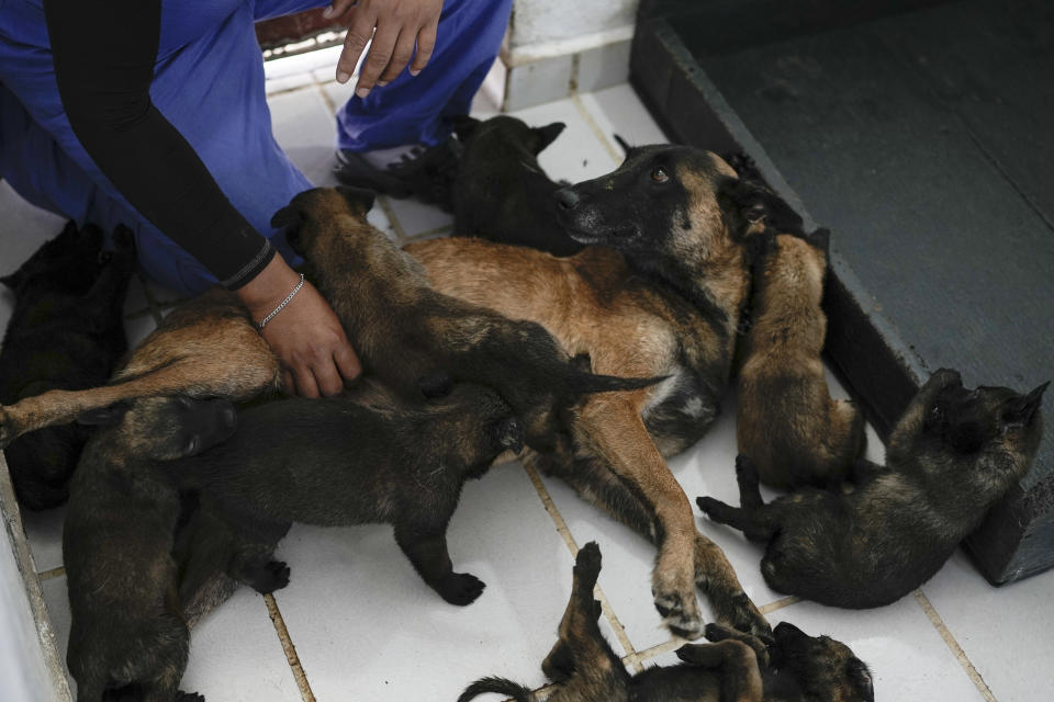 Un soldado atiende a una perra pastor belga malinois llamada Suerte y a sus cachorros de un mes en el Centro de Producción Canina del Ejército y Fuerza Aérea Mexicanos en San Miguel de los Jagüeyez, México, el martes 26 de septiembre de 2023. Fundado en 1998, el centro cría 300 cachorros de pastor belga malinois al año. (AP Foto/Eduardo Verdugo)