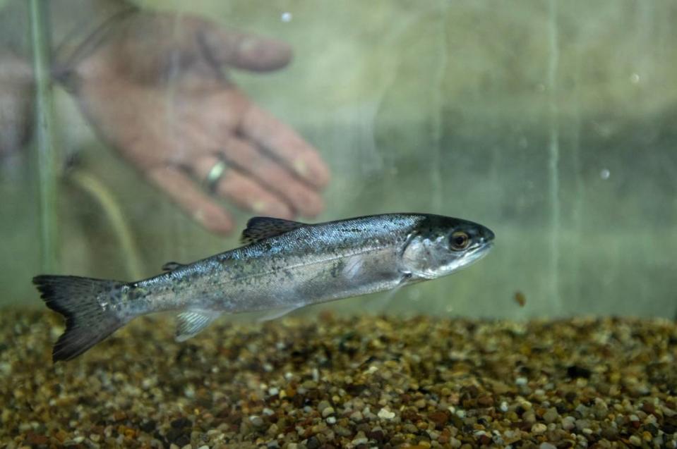 A steelhead trout, about 6 inches long, is collected at the John E. Skinner Delta Fish Protective Facility in April. Fish are captured at the facility, so they can be returned to the Delta, before they reach the huge Harvey O. Banks Pumping Plant that feeds the California Aqueduct.