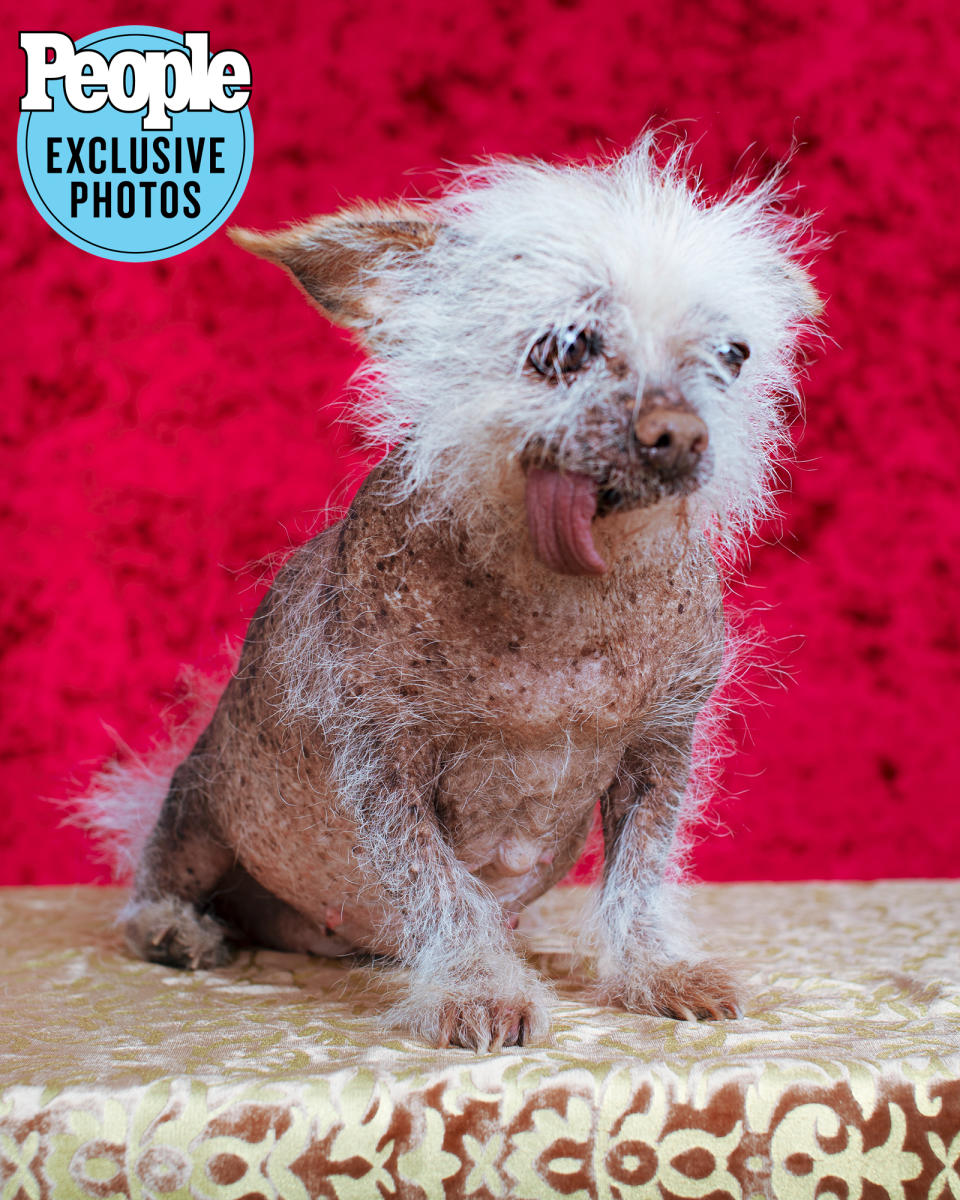 <p>Josie struck a pose after earning fifth place at the 2022 Ugliest Dog Contest — tongues out and all!</p>