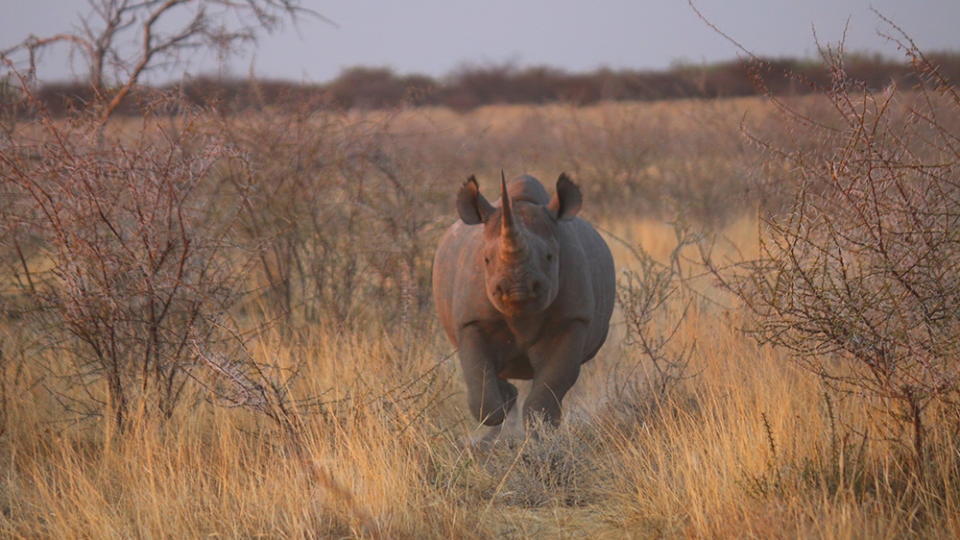 Save the Rhino Namibia