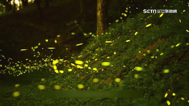 今年提早迎來螢火蟲大爆發，民眾可以把握時間欣賞夜間限定的自然美景。（圖／翻攝自臉書林務局－生活情報站）