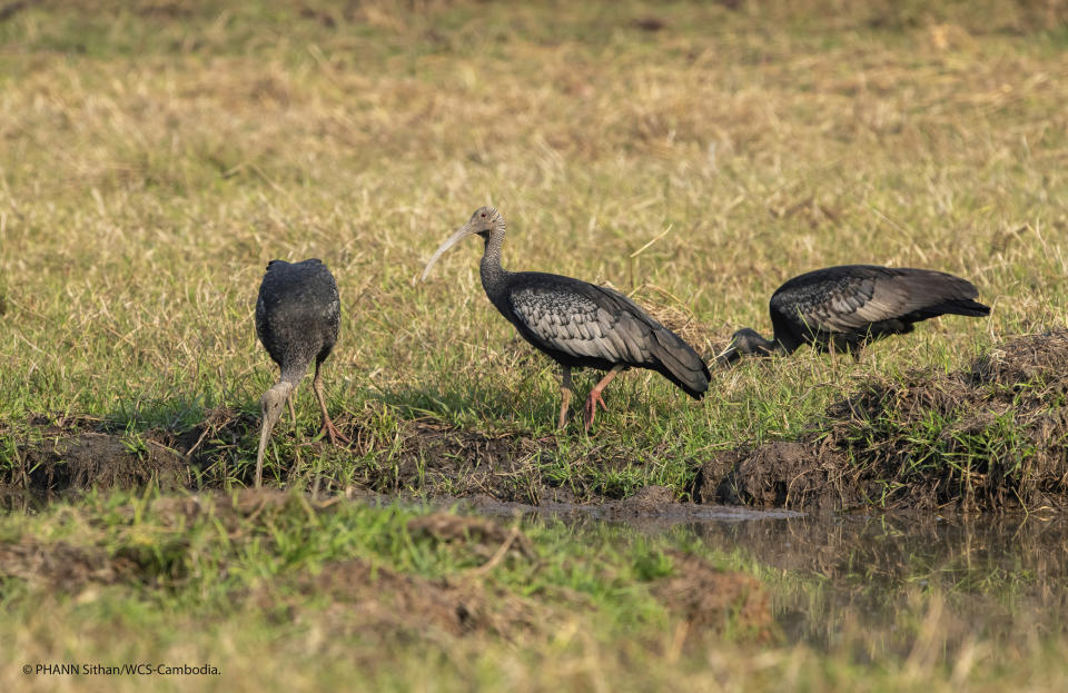 This undated photo provided by the Wildlife Conservation Society in June 2020 shows giant ibises in Cambodia. In April 2020, the WCS documented the poisoning of three critically endangered giant ibises for the wading bird's meat. “Suddenly rural people have little to turn to but natural resources and we’re already seeing a spike in poaching,” said Colin Poole, the group's regional director for the Greater Mekong. (Phann Sithan/WCS via AP)