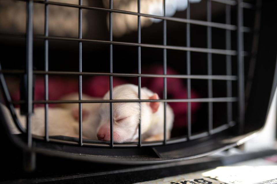 A motherless newborn puppy dozes in a crate in the back of Petra Janney's plane.