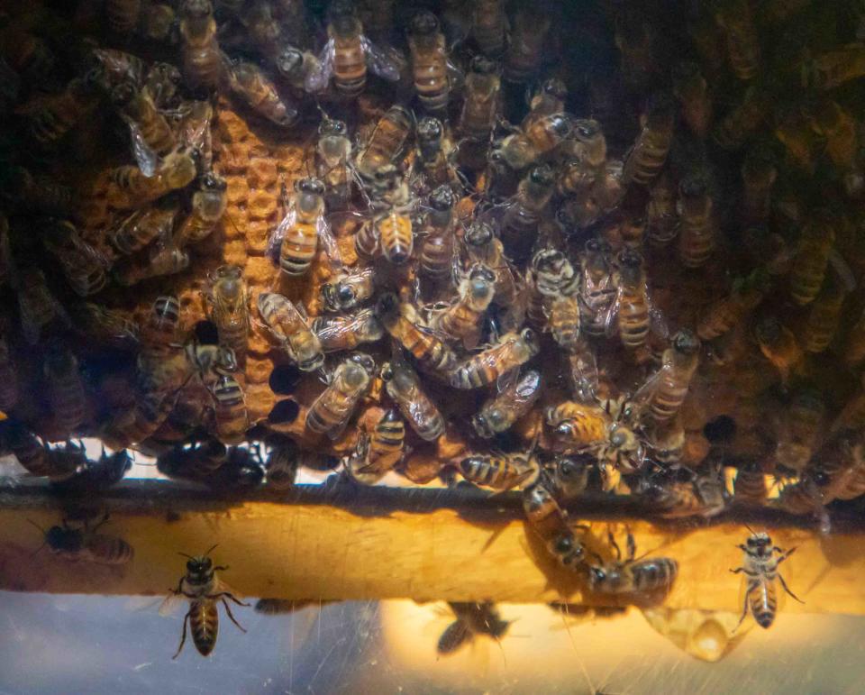 Bees buzz around on honeycomb in a transparent hive during Garden Day at Ann Norton Sculpture Gardens Monday February 13, 2023. 