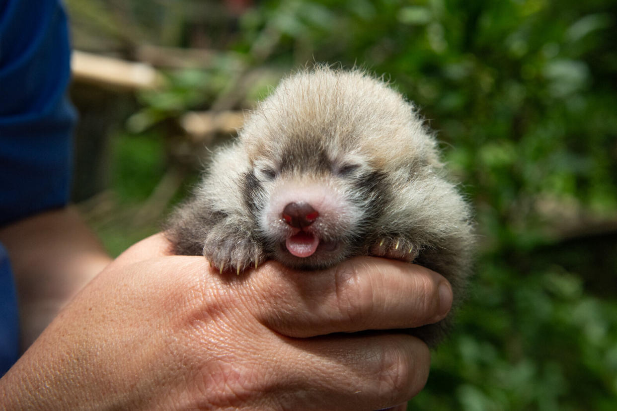 A red panda cub does a blep.