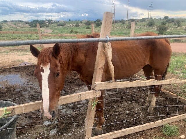 Horse named Cutter rescued from McDaniel's property, Courtesy Pueblo Animal Law Enforcement
