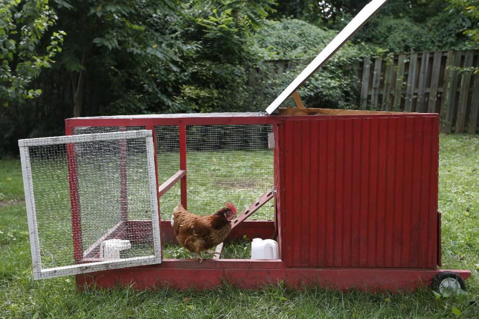 In this Sunday, Aug. 11, 2013 photo, a portable chicken coop owned by Sandy Schmidt is seen in the backyard of her home in Silver Spring, Md. Schmidt compares the time required for basic chicken care to a more familiar pet. "It's about like having a cat," she says. "Make sure they have food and water every day, scoop out the coop - like a litter box - and let them out of the coop." (AP Photo/Charles Dharapak)