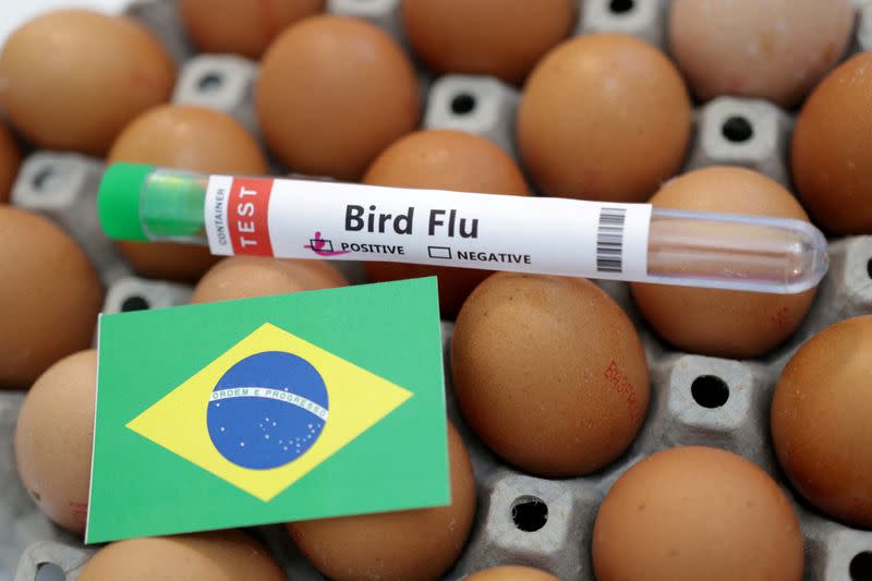 FILE PHOTO: Illustration shows test tube labelled "Bird Flu", eggs and Brazil flag