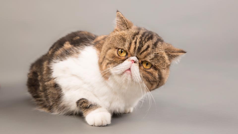 Exotic Shorthair