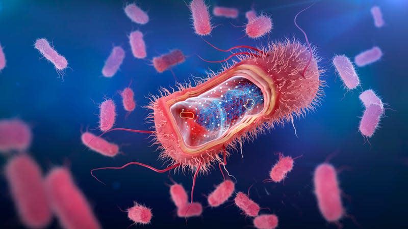 An illustration of Escherichia coli bacteria - Illustration: Science Photo Library (AP)