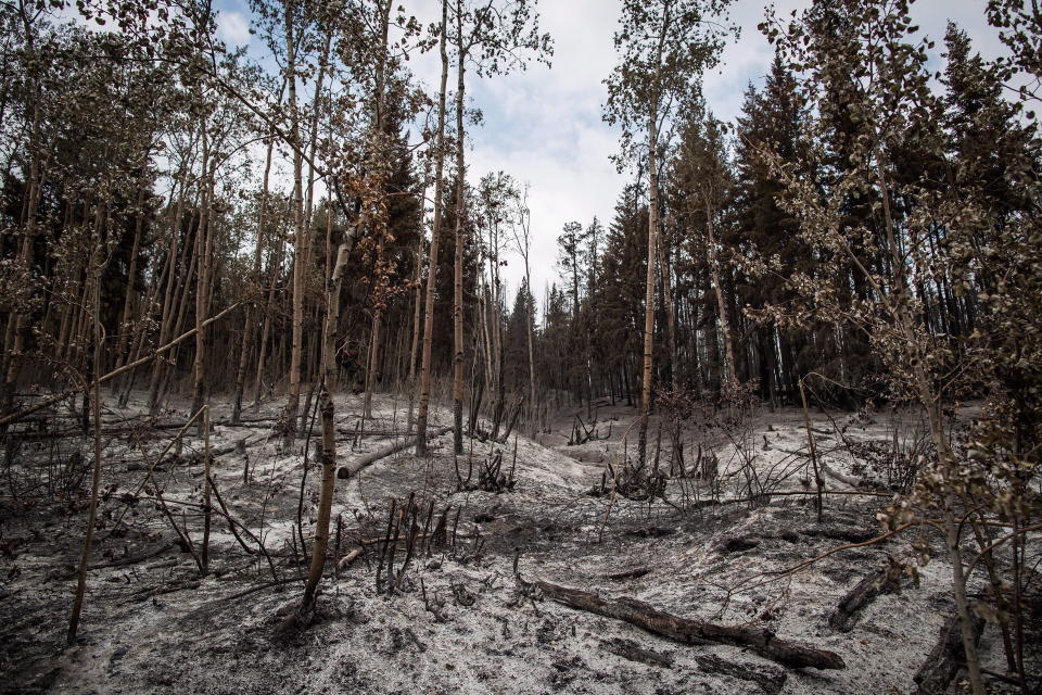 <p>Many British Columbia First Nations that stayed behind to stop wildfires from destroying their communities in 2017 and 2018 are still waiting to be reimbursed by the provincial and federal governments for hundreds of thousands of dollars in expenses. Ash covers the ground in an area burned by the Shovel Lake wildfire, near Fort Fraser, B.C., on Thursday, Aug. 23, 2018. (Photo from The Canadian Press/Darryl Dyck) </p>