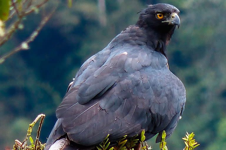 El águila poma, antes de emprender su vuelo