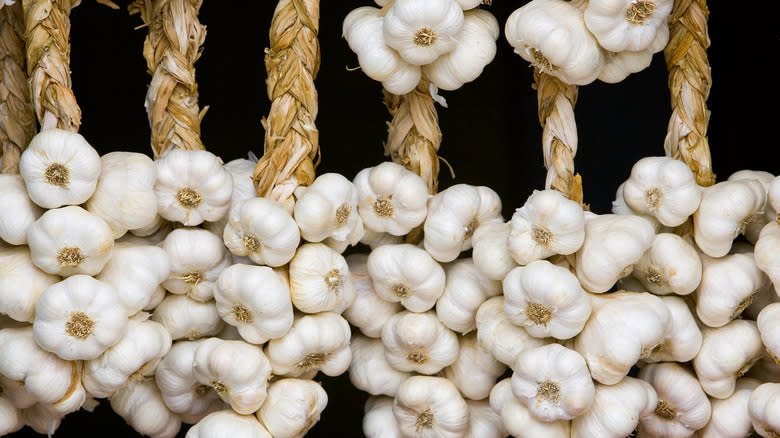 Plaits of garlic bulbs 