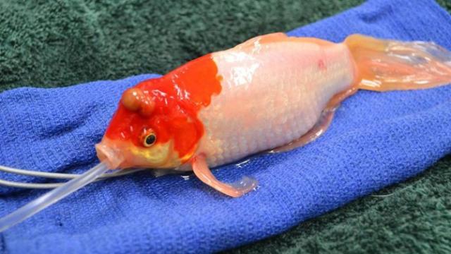 Beloved Goldfish Named Bubbles Gets Lifesaving Surgery