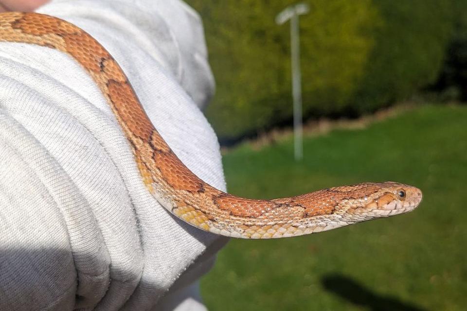 <p>RSPCA</p> Agnus the female corn snake