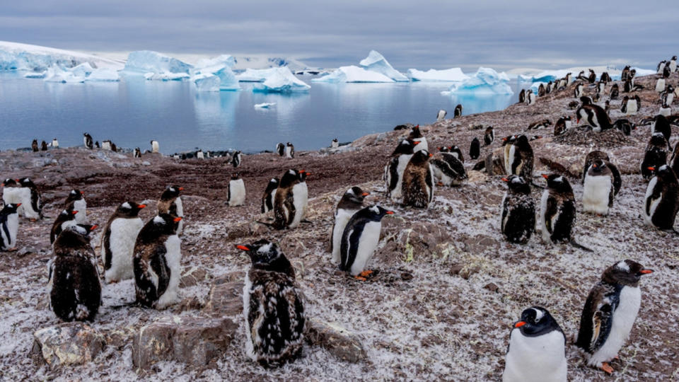 Penguins on the shore in Our Planet 2.