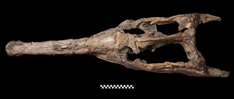 The huge skull of Lemmysuchus