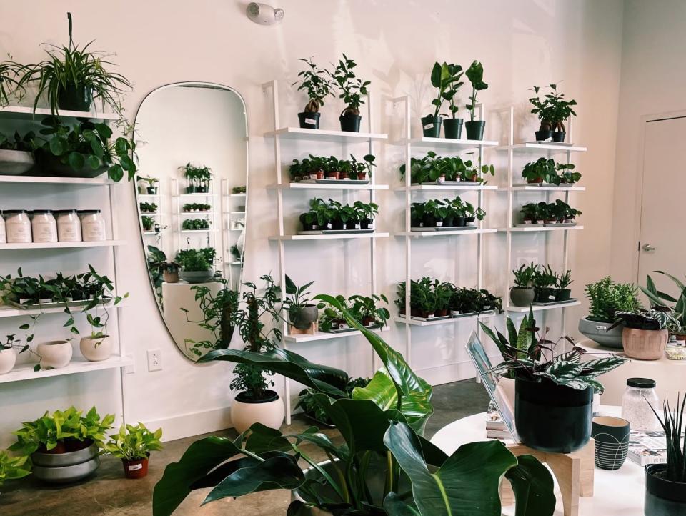 A plant store in Nashville, Tennessee.