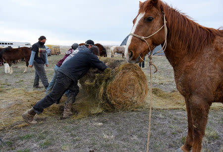 Fort Laramie treaty riders and support crew roll out some hay for the horses to eat at the end of the day in Scenic, South Dakota, U.S., April 19, 2018. Horses in Lakota culture are considered sacred. The Lakota people say that the horses eat before they do because the horses carry them. REUTERS/Stephanie Keith