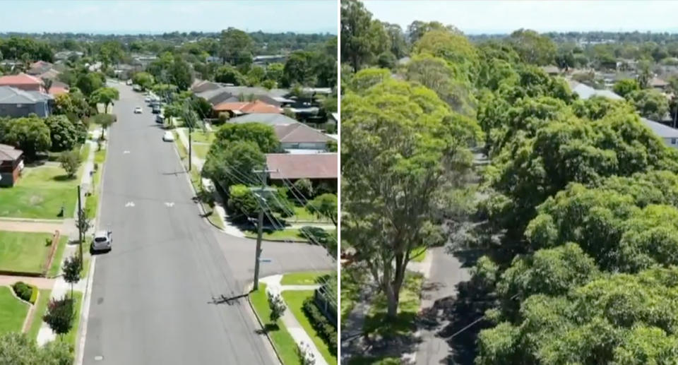 Bulli Road with trees and Favell Road with very few trees in the Sydney suburb.