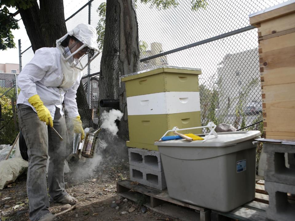 In this Wednesday, Oct. 16, 2013 photo, Beekeeper Kellen Henry uses a smoker to calm bees while conducting a hive inspection at a Feedback Farms hive in Myrtle Village Green community garden in the Bedford-Stuyvesant section of Brooklyn, in New York. Though New York reversed a long-standing ban on tending to honeybees in 2010, there are issues beyond legality that potential beekeepers should consider. Beekeeping, especially in an urban area, requires space, time and cooperation with the surrounding community. (AP Photo/Kathy Willens)