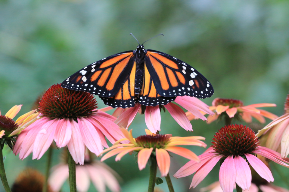 The purple coneflower is a cultivar, but this Monarch is perfectly happy with it. Rearchers have found that some nativars have richer or higher nectar content than their native cousins.