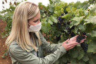 Christine Clair, winery director of Willamette Valley Vineyards, examines a cluster of pinot noir grapes at the winery's estate vineyard on Thursday, Sept. 17, 2020, in Turner, Ore. Smoke from the West Coast wildfires has tainted grapes in some of the nation's most celebrated wine regions with an ashy flavor that could spell disaster for the 2020 vintage. “Pinot noir is a very thin-skinned grape, meaning it’s very delicate in nature, and you can’t mask any type of flaws in the growing condition or in the winery,” said Clair. (AP Photo/Andrew Selsky)