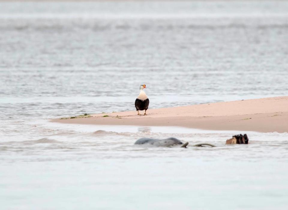 The king eider duck standing alone on the shore