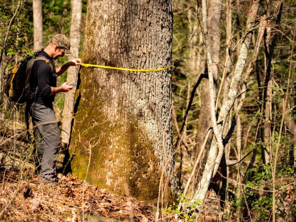 Kentucky Heartwood Director Jim Scheff measures a large white oak in an area proposed for logging in the Daniel Boone National Forest.