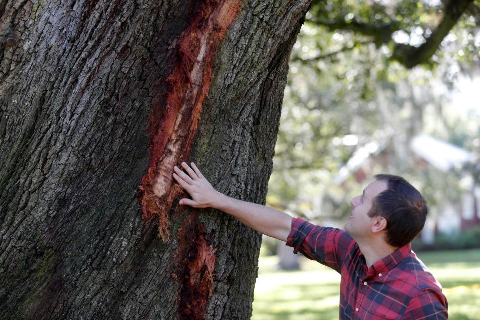 Savannah Alderman Nick Palumbo touches a scar on a Live Oak that was left behind after one of it's massive limbs broke off.