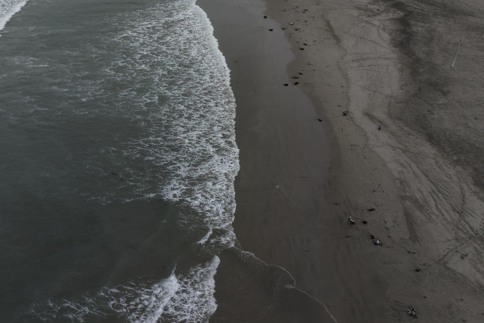 Pelícanos muertos yacen en la playa de Santa María en Lima, Perú, el martes 29 de noviembre de 2022. (AP Foto/Guadalupe Pardo)