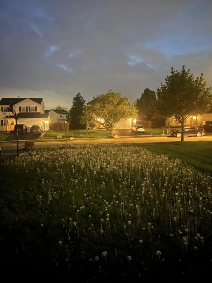 Dandelions in someone's lawn