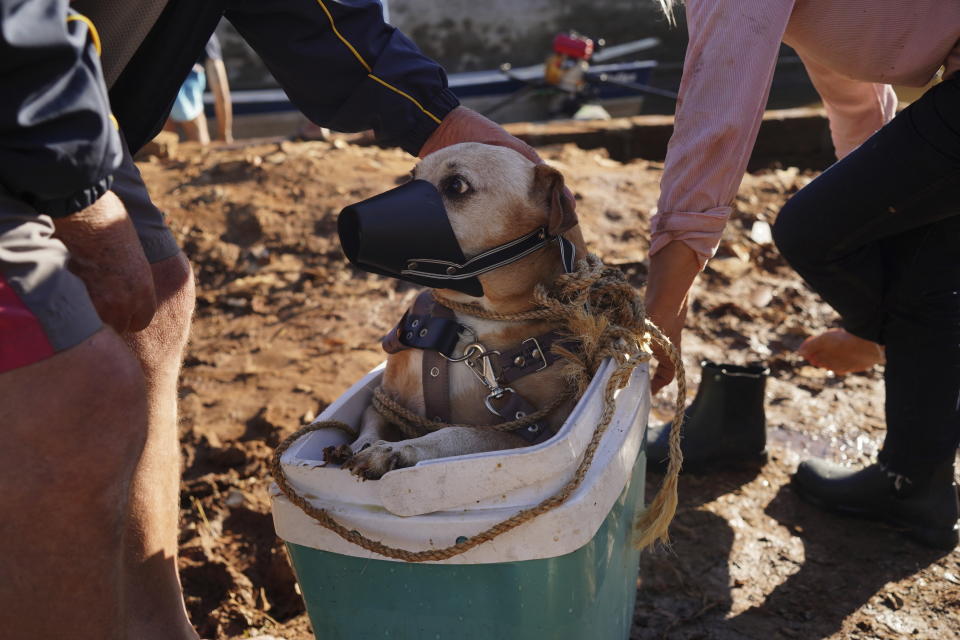 A dog is evacuated from a flooded area after heavy rain in Canoas, Rio Grande do Sul state, Brazil, Thursday, May 9, 2024. (AP Photo/Carlos Macedo)