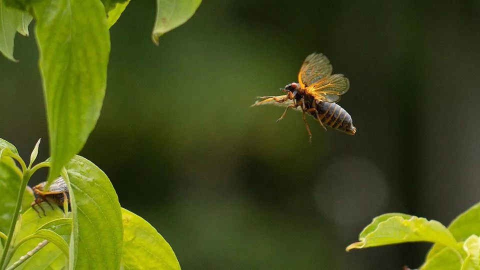 A Brood X cicada takes flight among the treetops in June 2021 in Columbia, Maryland. Broods XIX and XIII haven't been aboveground at the same time since 1803. - Chip Somodevilla/Getty Images