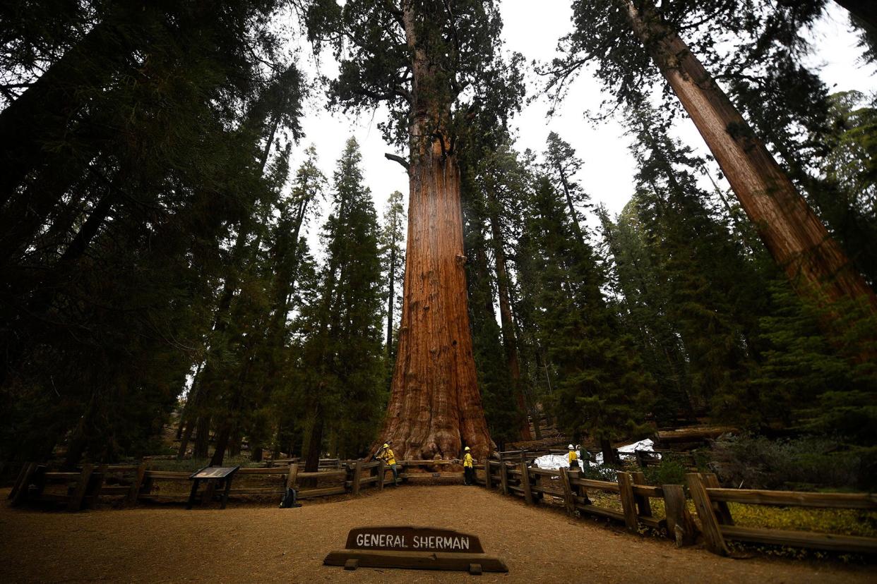 The General Sherman giant sequoia tree stands in the Giant Forest after being unwrapped by US National Park Service (NPS) personnel during the KNP Complex Fire in Sequoia National Park near Three Rivers