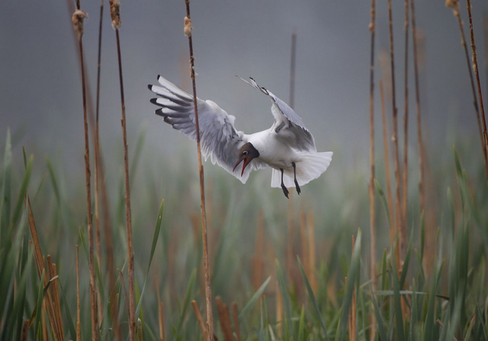 Kommt ein Vogel geflogen und setzt sich nieder - rund 50 Kilometer n?rdlich der wei?russischen Hauptstadt Minsk. (Bild: Sergei Grits/AP)