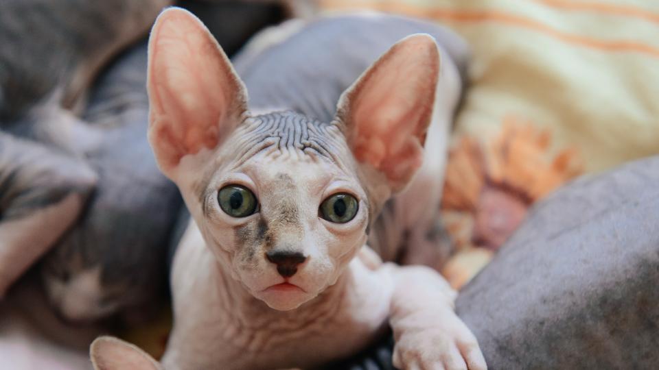 Sphynx cat lying with littermates looking at camera