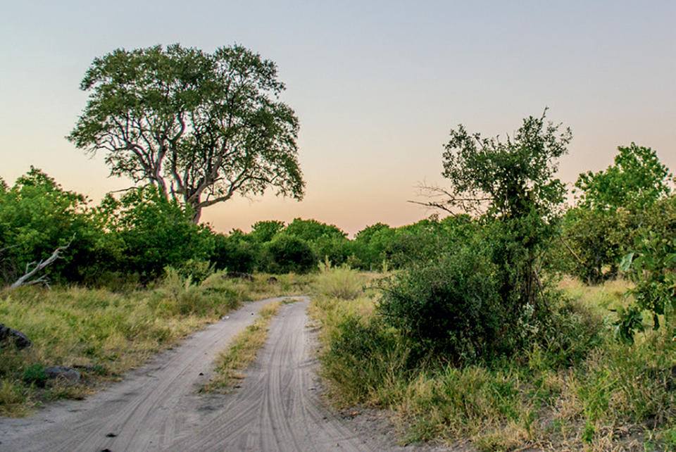 Savuti sand roads