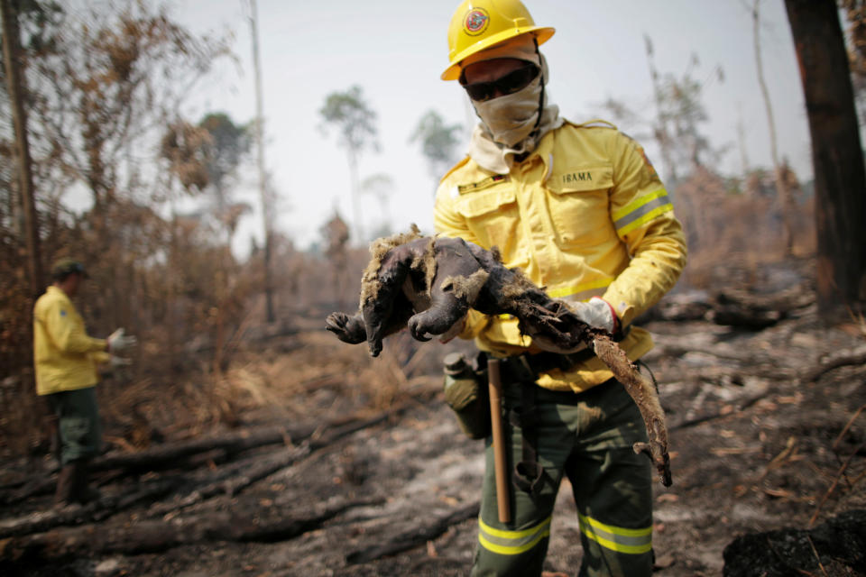 Ein Feuerwehrmann mit einem toten Ameisenbären nach einem Waldbrand am Amazonas: In Südamerika ist der Populationsrückgang besonders dramatisch (Bild: Reuters/Ueslei Marcelino)