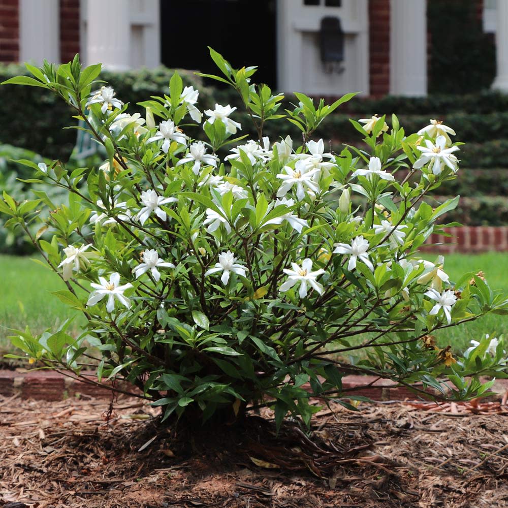 <p><a href="https://go.redirectingat.com?id=74968X1596630&url=https%3A%2F%2Fwww.fast-growing-trees.com%2Fproducts%2Fdwarf-radicans-gardenia%3Fvariant%3D13940787511348&sref=https%3A%2F%2Fwww.housebeautiful.com%2Flifestyle%2Fgardening%2Fg30319232%2Ffront-door-plants%2F" rel="nofollow noopener" target="_blank" data-ylk="slk:Shop Now;elm:context_link;itc:0;sec:content-canvas" class="link rapid-noclick-resp">Shop Now</a></p><p>Dwarf Radicans Gardenia</p><p>Fast Growing Trees</p><p>$64.95</p>