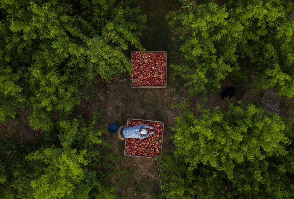 Bulgarian migrants harvest flat nectarines, most of them destined for the German market, in Fraga, Spain, Thursday, July 2, 2020. Authorities in northeast Spain have ordered the lockdown of a county around the city of Lleida due to worrying outbreaks of the COVID-19 virus. Catalan regional authorities announced Saturday, July 4, 2020 that as of noon local time movement will be restricted to and from the county of El Segriá around Lleida which is home to over 200,000 people. Residents will have until 4 p.m. to enter the area. The new outbreaks are linked to agricultural workers in the rural area. (AP Photo/Emilio Morenatti)