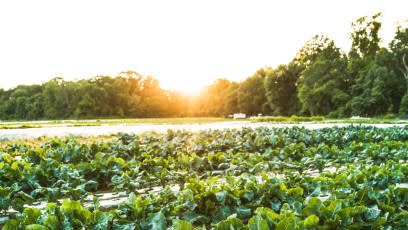 cabbage, cabbage field, organic food, organic farm, organic farming, farm, farming, farm field, farm no people conceptual image for fresh, freshness, natural, healthy, healthy lifestyle, healthy food, healthy eating, farm to table