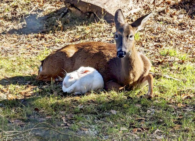 Courtesy Real-life Bambi and Thumper in Florida