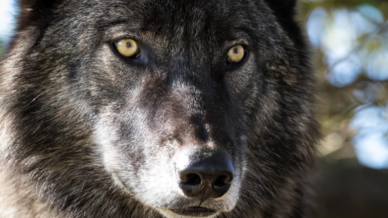  Close-up of black wolf. 