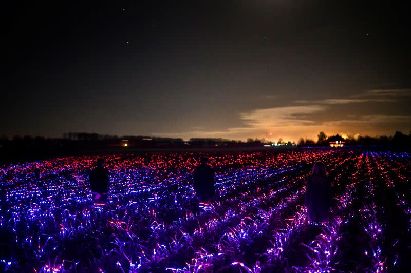 A field of leeks is shown bathed in red and blue LED lights in the Dutch town of Lelystad