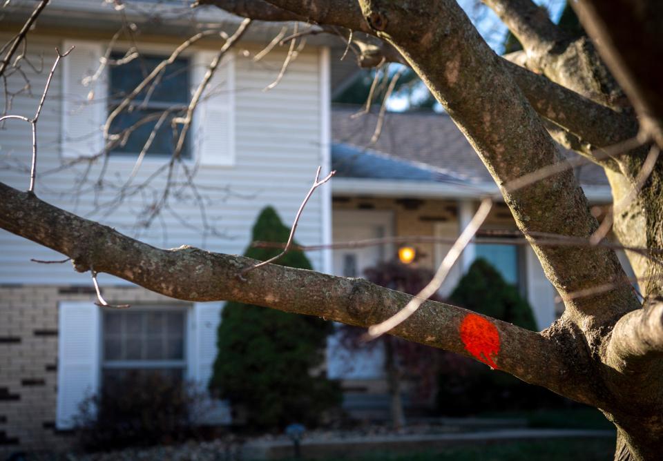 A tree is marked for removal in the 700 block of Gordon Pike on Wednesday, Nov. 23, 2022. 