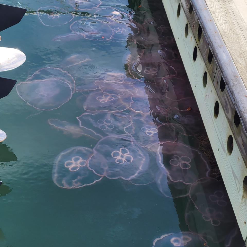 Fort Pierce resident Carl Dougal photographed moon jellyfish lining the docks at the Fort Pierce City Marina on Monday, August 29, 2022. Moon jellyfish, which got their name from its moon-shaped top, feast on plankton that are swept in under the right wind and current conditions.