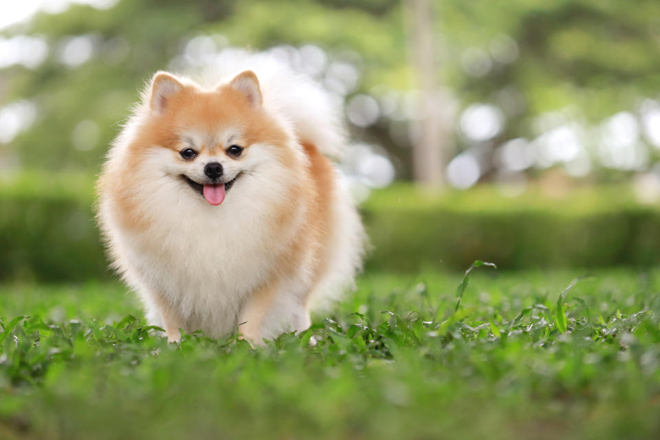 Spitz nain (Getty Images)