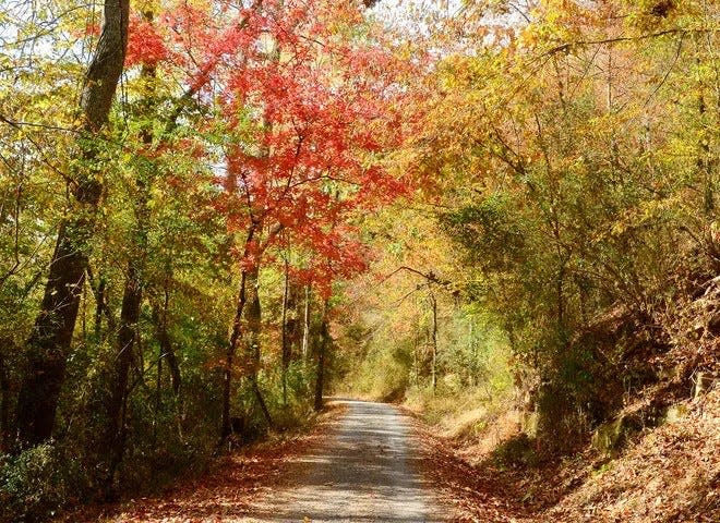 Gadsden has received a nearly $3 million federal grant to facilitate construction of the Downtown Gadsden Greenway, which would connect the Black Creek Trail System, shown here in fall colors, to downtown.